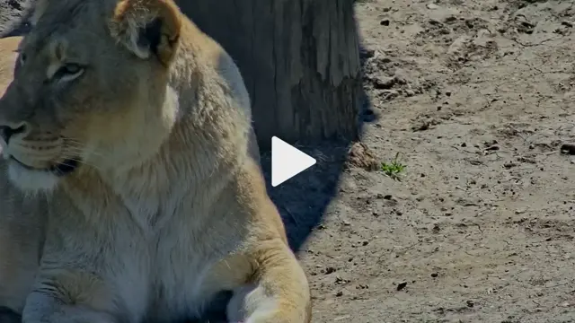 zoolife: Live Zoo Cameras & Interactive Animal Streams 24/7