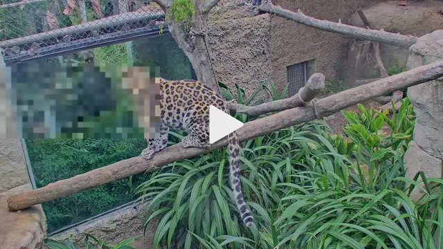 zoolife: Live Zoo Cameras & Interactive Animal Streams 24/7