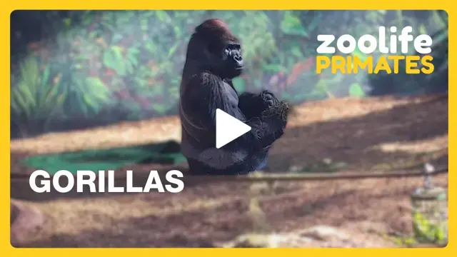 zoolife: Live Zoo Cameras & Interactive Animal Streams 24/7