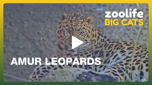 zoolife: Live Zoo Cameras & Interactive Animal Streams 24/7