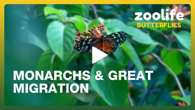 zoolife: Live Zoo Cameras & Interactive Animal Streams 24/7
